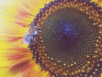 Close-up of bee on sunflower