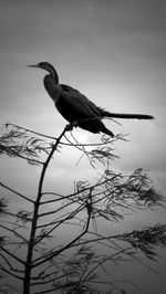 Low angle view of bird perching on branch against sky