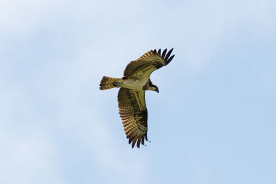 Low angle view of eagle flying in sky