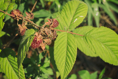 Close-up of insect on plant