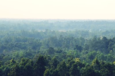 Scenic view of forest against sky