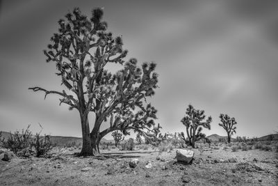 Tree on field against sky