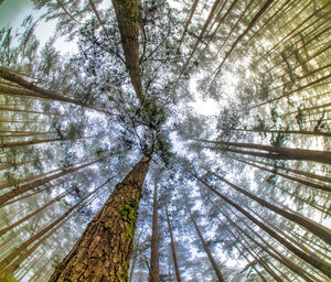 Full frame shot of trees