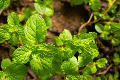 Close-up of fresh green leaves