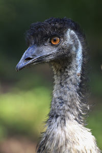 Close-up of an emu