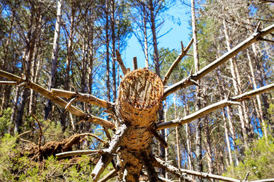 Low angle view of trees in the forest