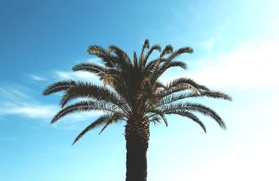 Low angle view of palm tree against blue sky