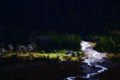 Stream along trees in forest