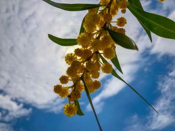 Low angle view of plant against sky