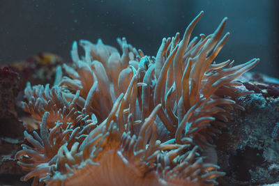 Close-up of coral in sea