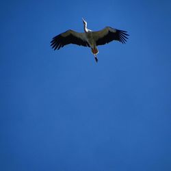 Low angle view of bird flying in sky