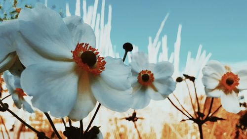 Close-up of white flowers blooming against sky