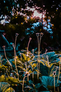 Close-up of plants growing on field