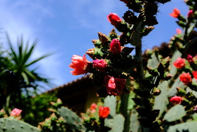 Close-up of pink flowering plants