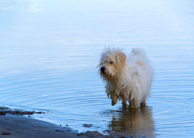 Dog in a lake