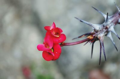 Close-up of red flower against blurred background
