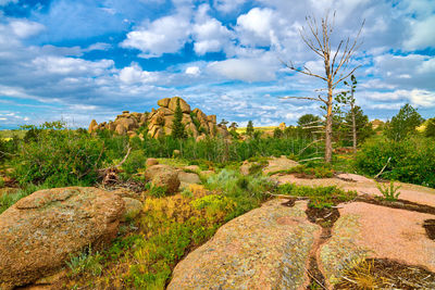 Plants growing on rocks against sky