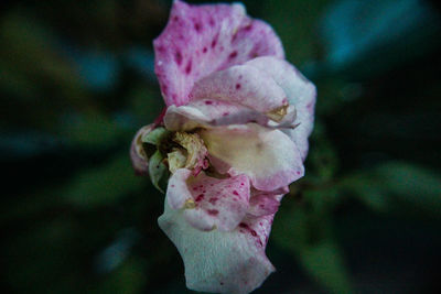 Close-up of pink flower blooming outdoors