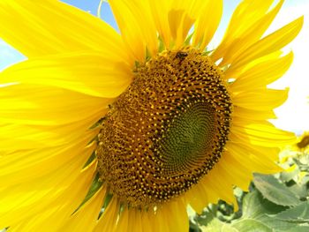 Close-up of insect on sunflower