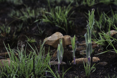 Close-up of mushroom growing on field