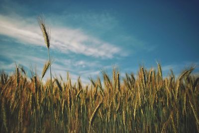 Scenic view of field against cloudy sky