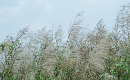 Plants growing on field against sky