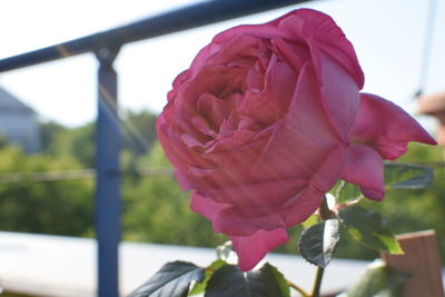 Close-up of pink flower
