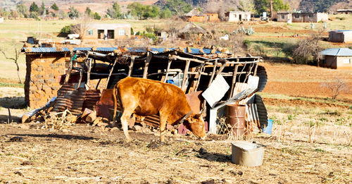 Cows grazing in field