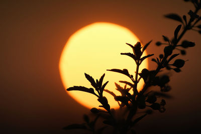 Close-up of silhouette plant against sky during sunset