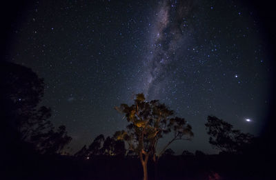 Low angle view of trees against sky at night