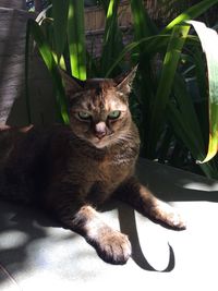 Close-up portrait of cat