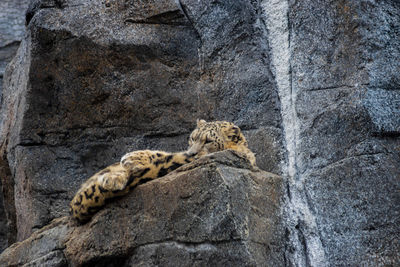 View of a cat on rock