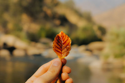 Cropped hand holding leaf outdoors