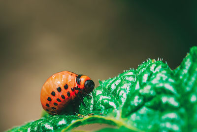 Close-up of ladybug on leaf