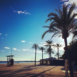 Palm trees on beach