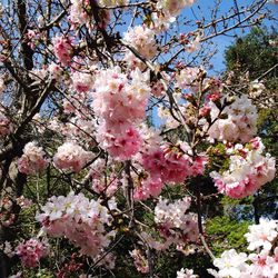 Low angle view of cherry blossoms blooming on tree