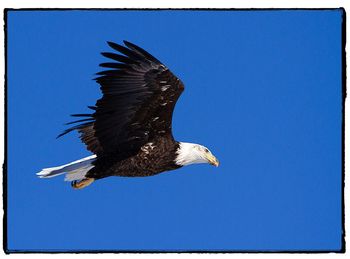 Low angle view of eagle flying against clear blue sky