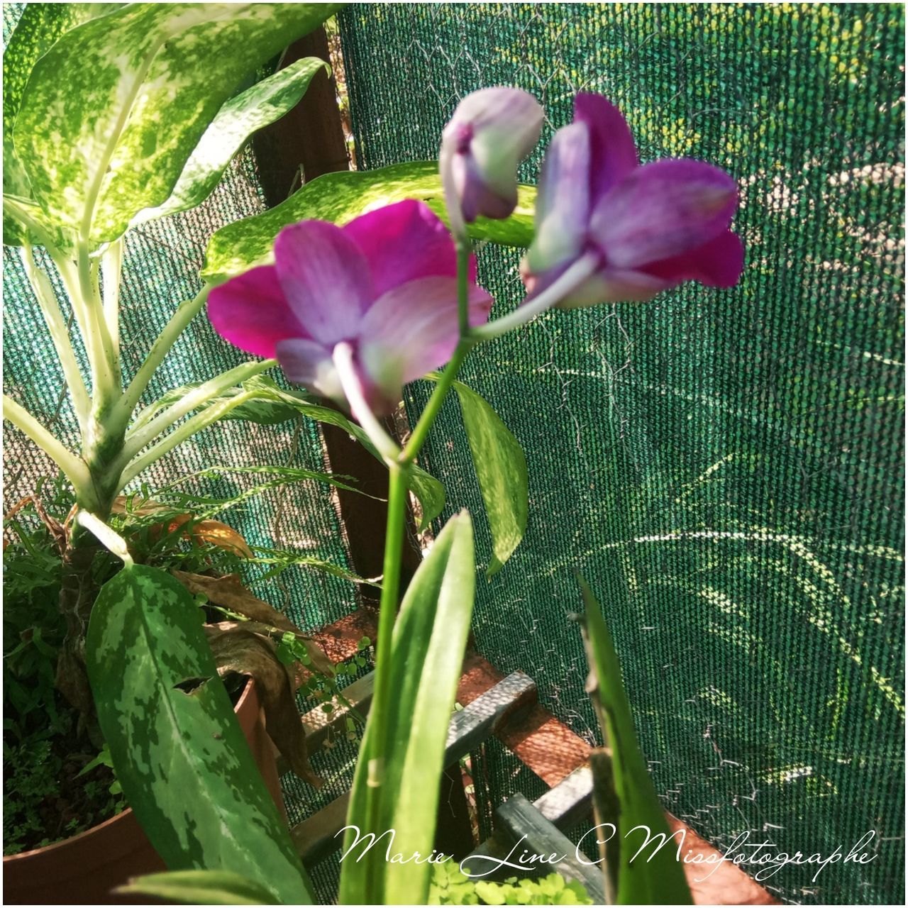 plant, flowering plant, beauty in nature, flower, growth, vulnerability, fragility, close-up, freshness, leaf, plant part, petal, nature, no people, flower head, inflorescence, green color, day, selective focus, outdoors, purple