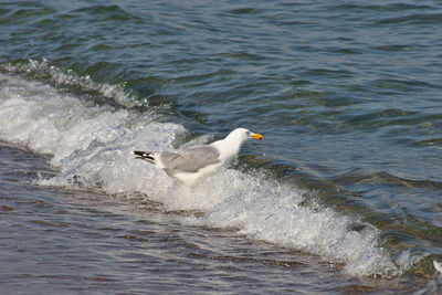 Seagull flying over sea