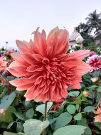 Close-up of pink flowering plant against sky