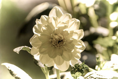 Close-up of white flowering plant