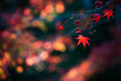 Close-up of red maple leaves on tree