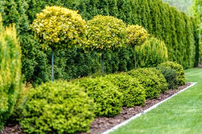 Fresh green plants in garden