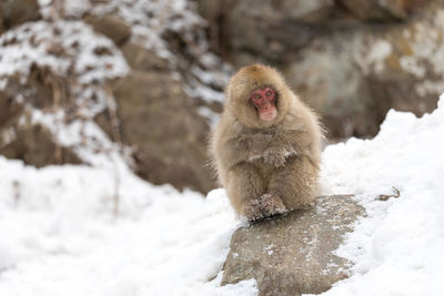 Monkey in a snow