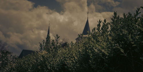 Low angle view of trees and plants against sky