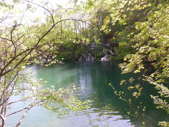 Reflection of trees in water