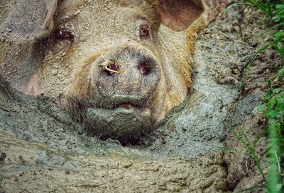 Close-up portrait of a pig in de mud