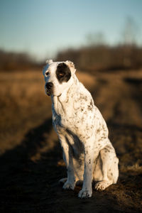 Dog looking away on field