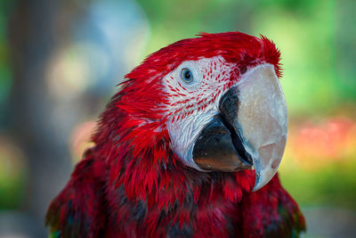 Close-up of parrot