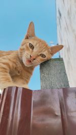 Low angle view of cat against sky
